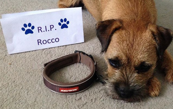 People are taking the collars off their pets as a tribute to this dead dog