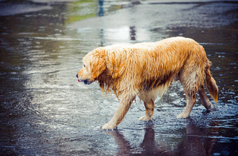 DSPCA is urging everyone to take adequate care of pets today