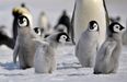 Heartbreaking… thousands of baby penguins have died in Antarctica