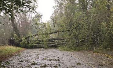 One woman confirmed dead in Waterford after a tree fell on her car