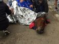 ‘Very bleak for her…’ This horse spent 8 desperate hours in the canal in Dublin