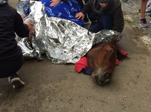 ‘Very bleak for her…’ This horse spent 8 desperate hours in the canal in Dublin
