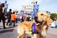 Public service announcement: You can now bring your DOG to Disneyland