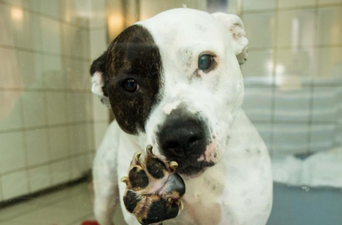 Appeal launched to find forever homes for dogs ‘constantly overlooked’
