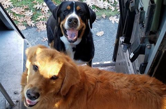 These delivery drivers have a Facebook group for all the cute dogs they meet