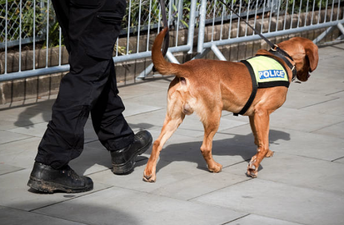 This police dog sniffed out a load of cocaine and he looks so proud of himself