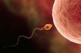 Here’s how long sperm actually lasts for after sex