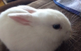 This daily rabbit-themed Twitter account will change your life