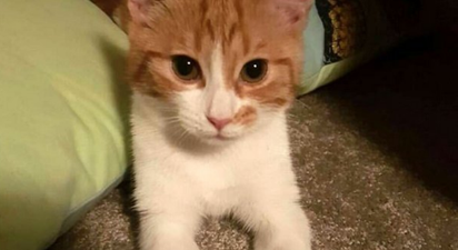 New Zealand has a First Cat named Paddles and she’s VERY tech-savvy