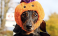 These dogs dressed up for a charity Halloween walk and it’s so beautiful