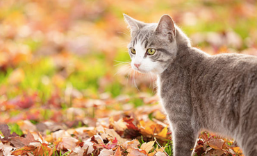 Irish ‘Catnapper’ fears grow as cat found decapitated near family home