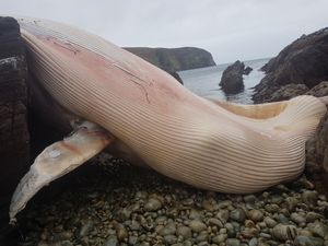 A 20-foot beached whale has been discovered on Árainn Mhór Island