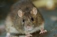 These are the worst counties in Ireland for rat infestations