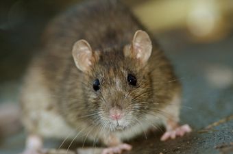 These are the worst counties in Ireland for rat infestations