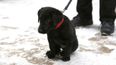 This hockey team asked for help naming their adorable security puppy
