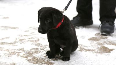 This hockey team asked for help naming their adorable security puppy