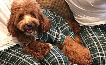 You can now get matching dog and human PJs and our day has been made