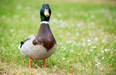 Therapy DUCKS exist and they are doing such good work