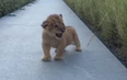 This baby lion is learning to roar and it is the sweetest thing in the world