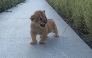 This baby lion is learning to roar and it is the sweetest thing in the world