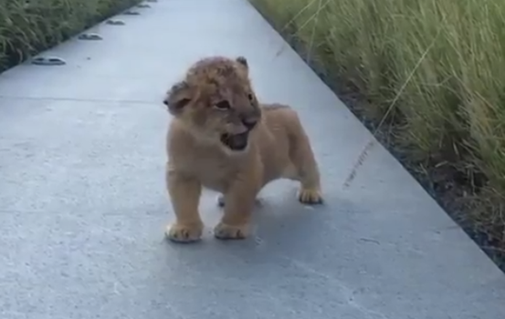 baby lion