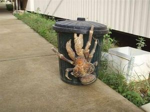 Have you seen the coconut crab? It’s the stuff of nightmares