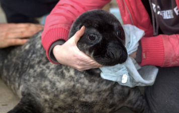 Lost seal pup saved from Wexford stream in ‘epic’ three-day rescue