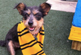 This shelter sorts dogs into Hogwarts houses to help get them adopted