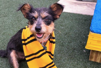 This shelter sorts dogs into Hogwarts houses to help get them adopted