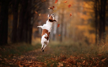 Got a dog? Great! Turns out you’re probably going to live longer