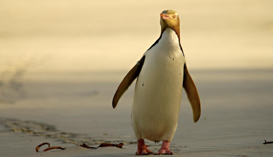 The striking yellow-eyed penguin is about to become extinct