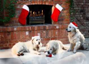 A special Santa’s grotto has opened just for dogs, and it’s the purest thing we’ve ever seen