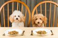 Study reveals certain dog food which is dangerous for owners and dogs