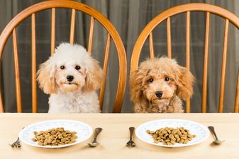 Study reveals certain dog food which is dangerous for owners and dogs