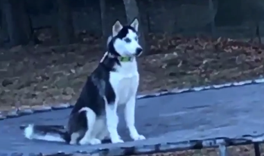 This dog owner found his pooch doing the funniest thing when he woke up