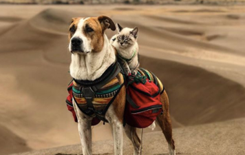 This cat and dog are BFF travel buddies and they’re just peak adorable