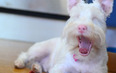 This albino pup wears sunglasses because too much light could kill him
