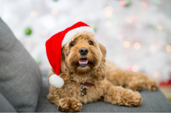 An enormous pet shop is about to open in Dublin… and we want to go