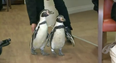 These penguins’ job is visiting elderly people in care homes and it’s lovely