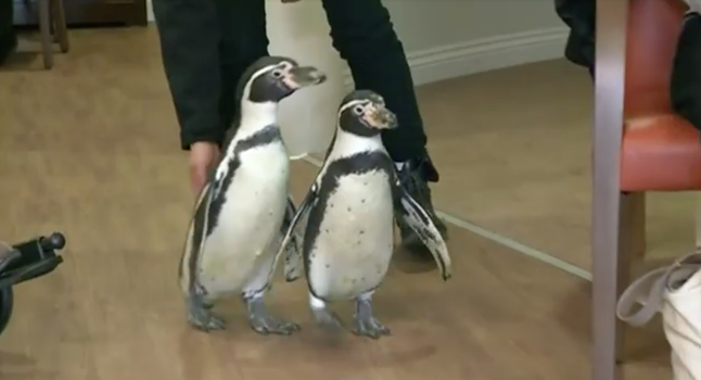 penguins