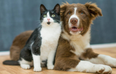 Here are the most popular names for cats and dogs in 2017