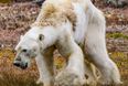 ‘Slow, painful death’: This video of one starving polar bear is devastating to see