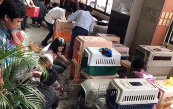 30 dogs die of heat stroke after being left in a hot van