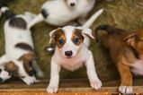 Calls for puppy farming and smuggling to be addressed in Ireland