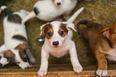 Calls for puppy farming and smuggling to be addressed in Ireland