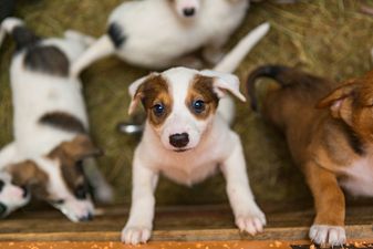 Calls for puppy farming and smuggling to be addressed in Ireland