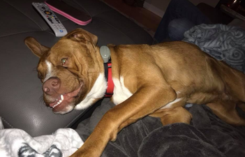 Abandoned dog with disfigured face gets re-homed for Christmas