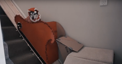 This guy built his ageing dog a stairlift and it’s a Christmas miracle