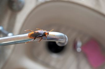 Households warned about the threat of cockroach infestation