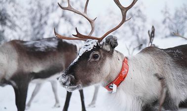 Deer ‘shot at close range’ at Santa Experience in Wicklow